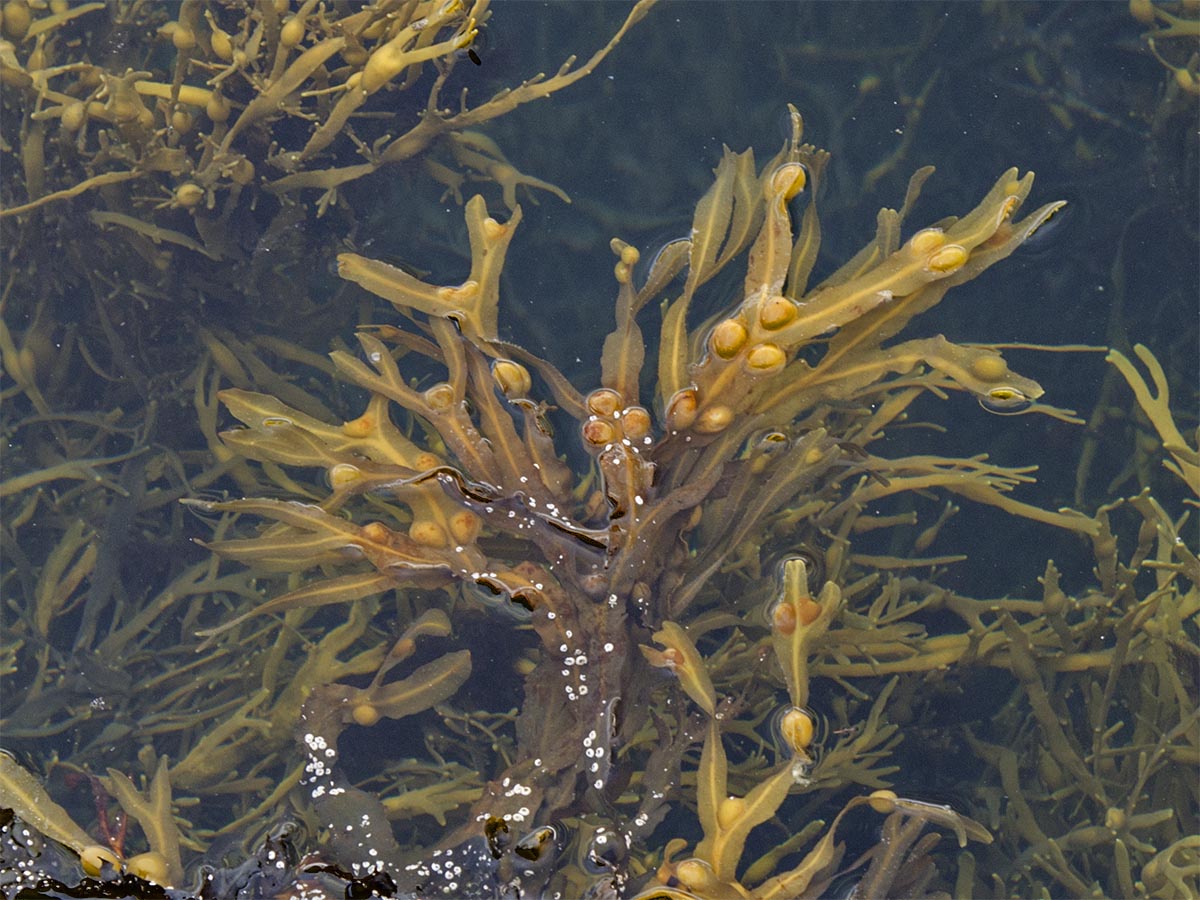 Fucus vesiculosus